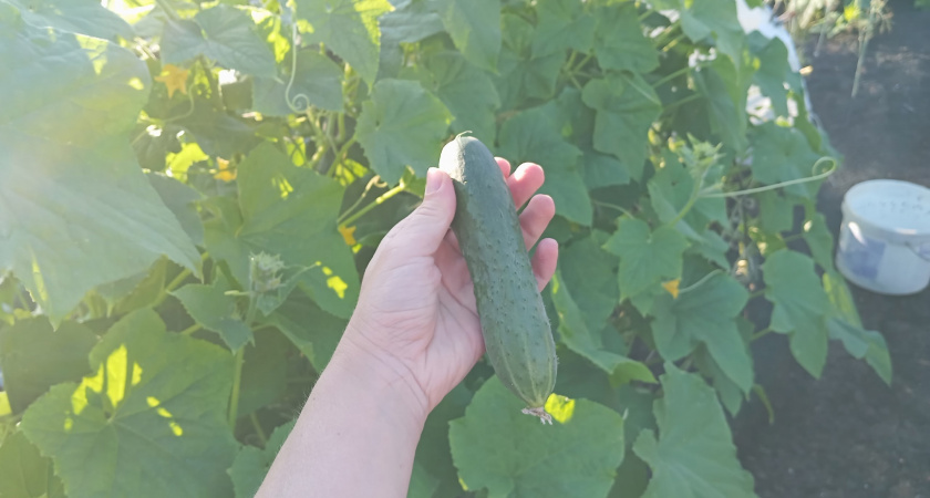 Наступила жара — бегу к огурцам с ведром: кусты переживут даже пекло — ни одна завязь не пожелтеет