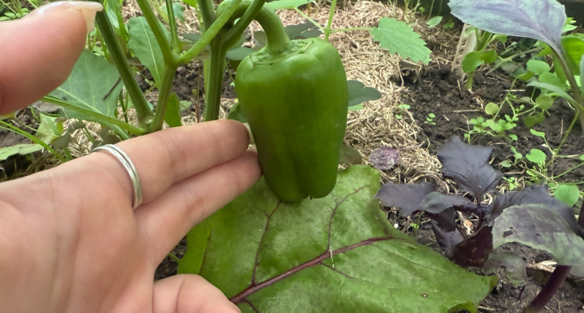 200 гр в лунку — и даже жухлые перцы облепят все кусты: вырастут крупными и сладкими — урожай придется собирать мешками