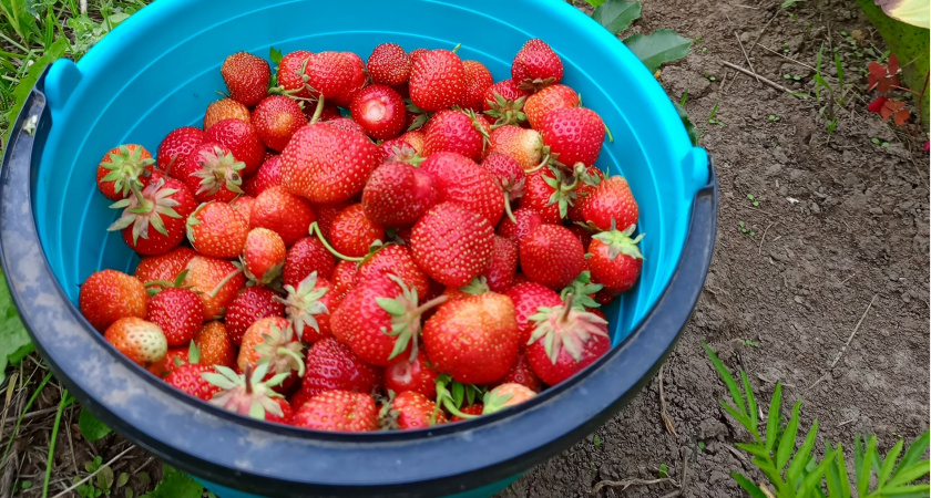 Отучила соседку воровать мои ягоды хитрым методом: теперь она всегда проходит мимо участка, улыбается и машет рукой