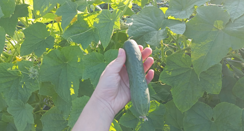 Вместо золы и коровяка: простое удобрение для домашних огурцов после в августе