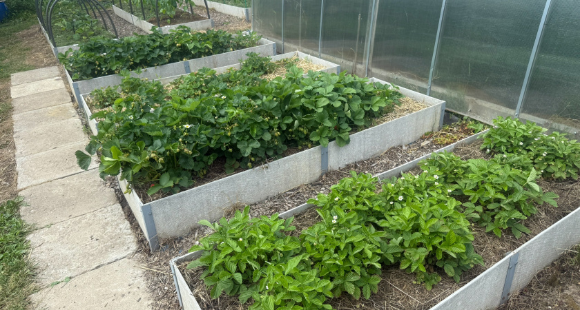 Раскидываю 1 пачку копеечной крупы по грядкам: земля как чернозём- дорогой навоз больше не нужен