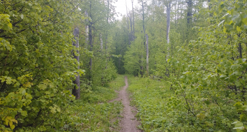Две женщины заблудились под Рязанью