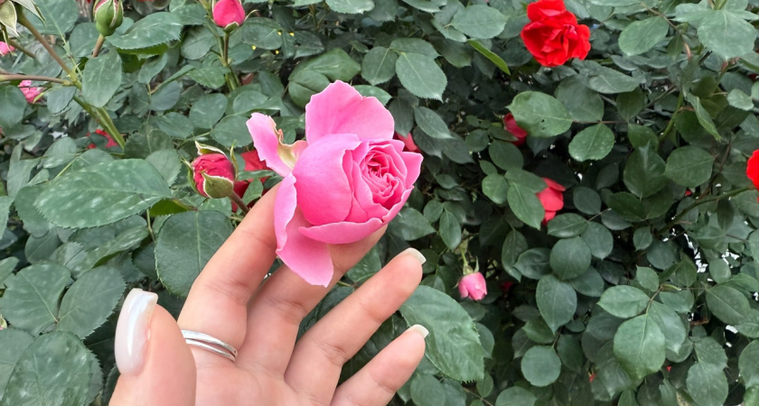 Отрезаю у роз ровно 4 листа после первого цветения: вторая волна бутонов появляется через 28 дней без подкормок