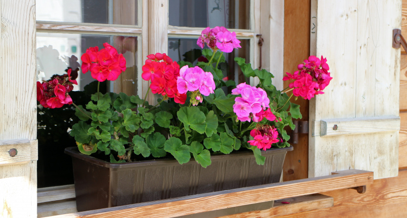 Секрет яркого и продолжительного цветения герани: простая подкормка для пышных цветов