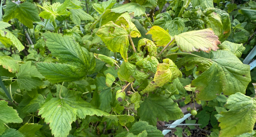 Как только смородина дала урожай - сразу: чек-лист обязательных работ после сбора ягод