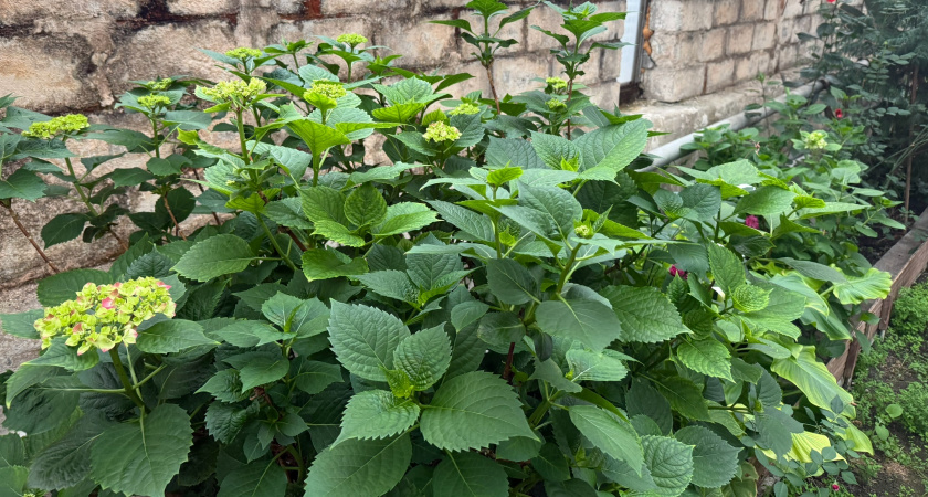  Закапываем это под гортензией — она зацветет как заведенная все лето до осени: бутоны диаметром по 30 см