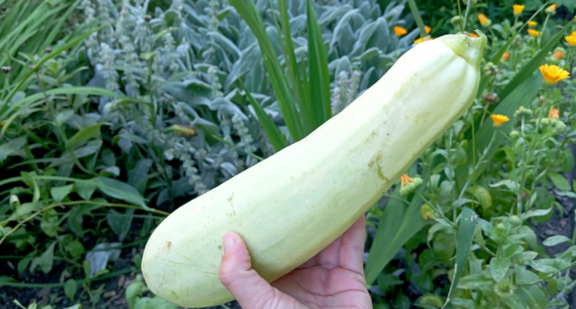 Когда кабачки уже девать некуда, готовлю по две сковородки: вкусная намазка-закуска на хлеб из кабачков за 20 минут - едим ложками