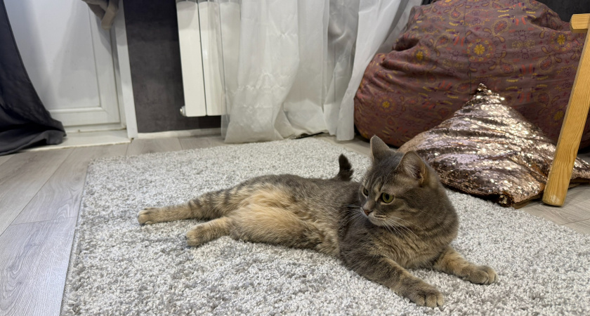 "Не травите этим кошек": в Роскачестве озвучили самые худшие марки корма для питомцев