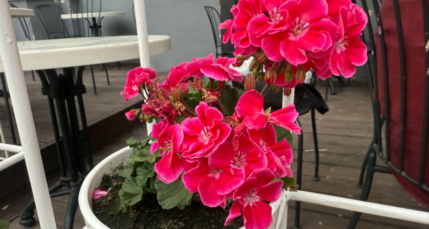 Всего 1 щепотка в воду — и герань расцветет: это обязательное условие для буйного цветения