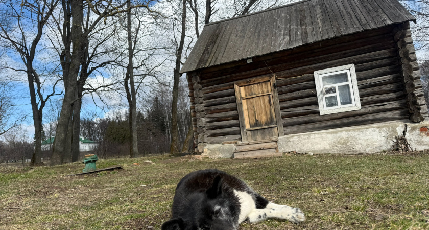 Александр Бастрыкин вновь поручил контролировать ситуацию с бездомными животными в Рязани
