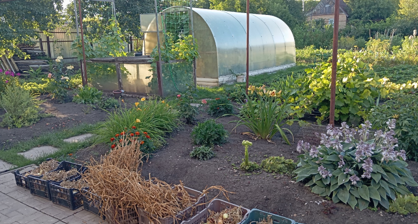 Осенью вместо горчицы сею этот супер сидерат - проволочника и фитофтору счищает вмиг: после картошки и томатов идеально