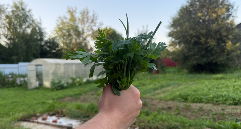 Зелень больше не морожу и не сушу на зиму: делаю из укропа, петрушки и чеснока ароматную приправу - хранится годами