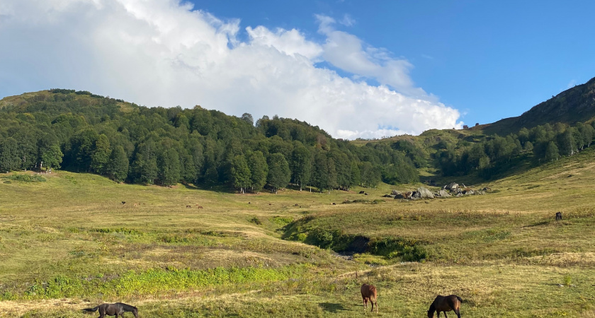 Съездила на сбор мандаринов в Абхазию: вот сколько можно заработать - честный отзыв туриста