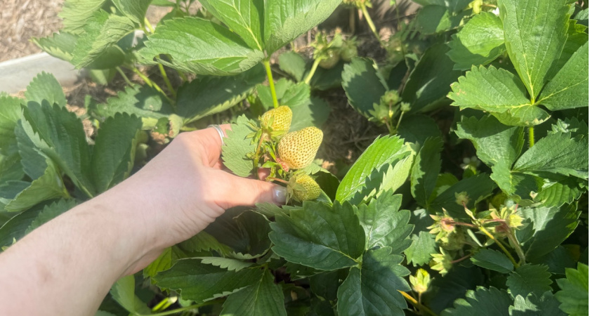 Размножаю клубнику в августе усами без заморочек: в новом году собираю ведрами крупную и сладенькую ягоду