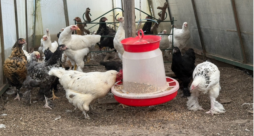 Самые "выгодные" птицы в деревне уже не куры: почему селяне и дачники резко поменяли свои интересы