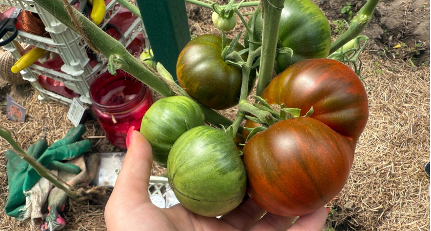 Осенью закопала целый помидор в землю — вот что выросло в середине лета