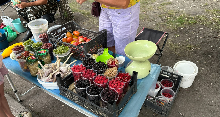 В рязанских лесах поспела брусника