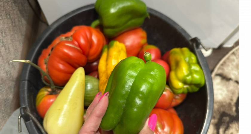 Лучше выбросить, чем отдать излишки урожая с огорода: Бывалые дачники рассказали почему