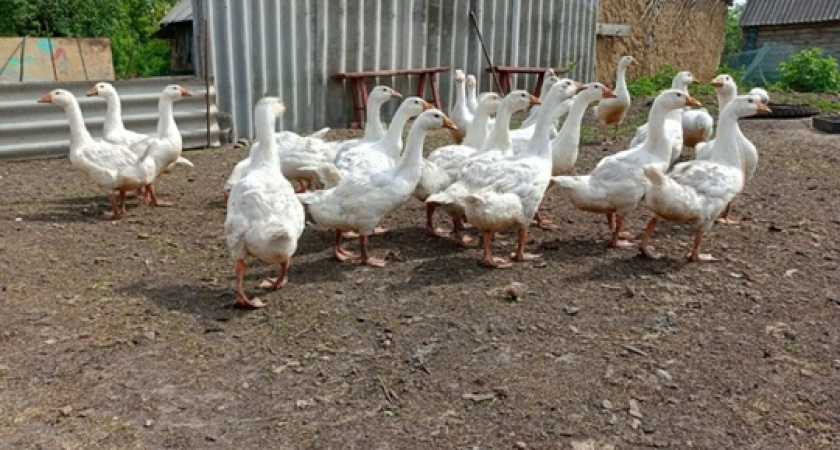 «Вы дом в глуши не продаёте?»: вот почему люди скупают дома в отдалённых деревнях