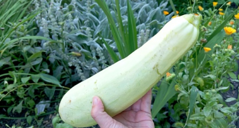 Когда кабачки надоели уже всем, готовлю хрустящие блинчики с начинкой за 10 минут: улетают со стола молниеносно 