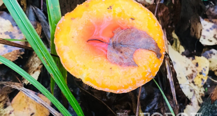 Нужно ли снимать кожицу со шляпок маслят: запомните раз и навсегда