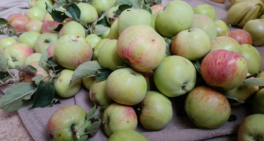 Готовлю прозрачный как слеза яблочный сок без соковыжималки: знакомая-дачница рассказала рецепт – дети пьют литрами