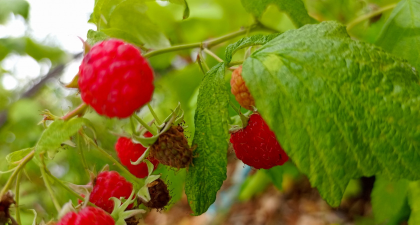 Варю малиновое варенье с тёмным шоколадом: подглядела у соседки по даче и закрутила 10 банок - семья просит еще
