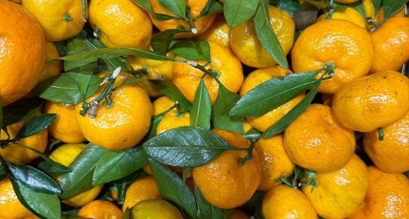 Съездила на сбор мандаринов в Абхазию: вот сколько можно заработать - честный отзыв туриста