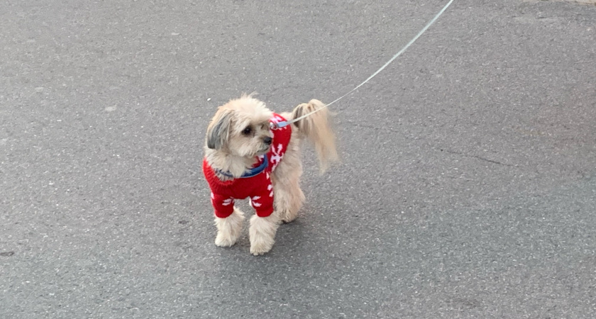 Такой вкусный, что готов есть его сам: Роскачество назвало лучший корм для собак – сейчас мои питомцы облизываются