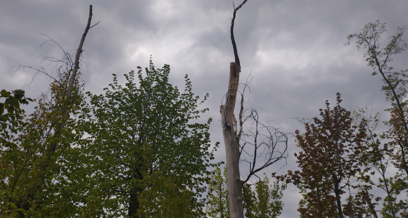 Оперативный штаб в поселке Лесной открыл еще один телефон для связи с жителями