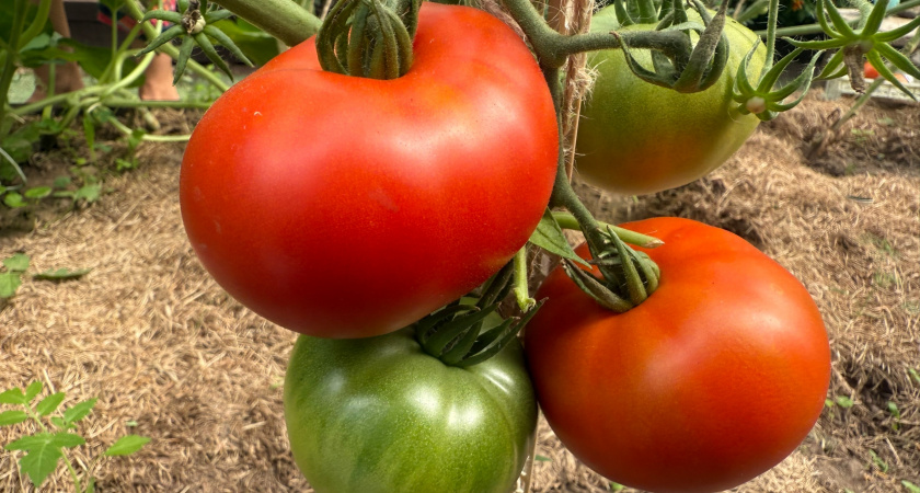3 кг на литр воды и ваши помидоры обрастут «мясом»: Опытный огородник поделился способом набора веса и сока плодов