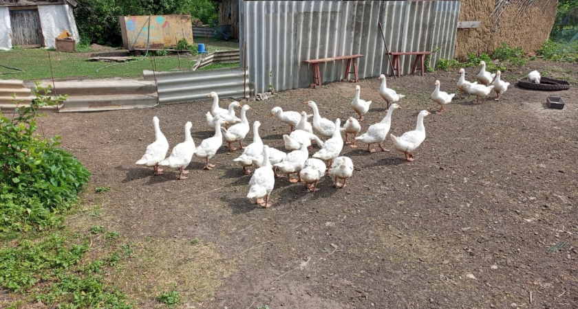 Что в холодильнике у простой пенсионерки из удмуртской деревни: узнала в гостях - делюсь