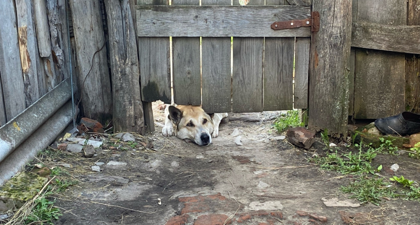 Свыше тысячи собак прошли регистрацию в Рязанской области