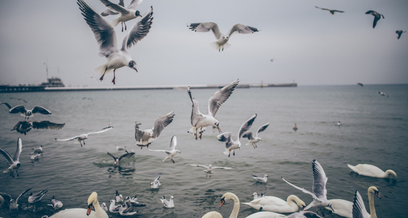 Почему охотники не едят лебедя, хотя там много мяса. Гусей же едят: Рассказываем, что не так с этой птицей