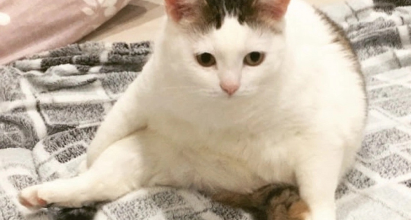 Сколько раз в день можно кормить кошку - запомните это раз и навсегда