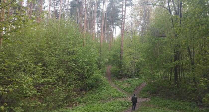 15 человек заблудились в лесах Рязанской области с начала года