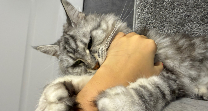 Почему кошка сначала лижет, а потом кусает человека. Запомните это на всю свою жизнь