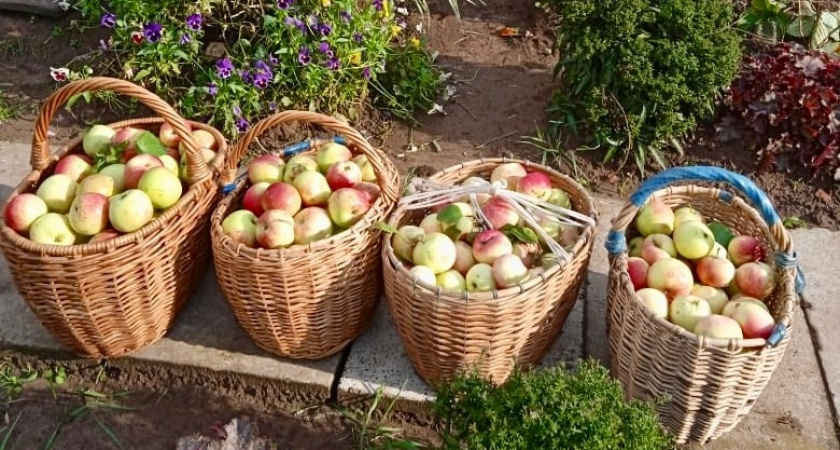 Источник яда: россиянам рассказали, в чем опасность яблочных косточек - жаль, что узнал только в 45