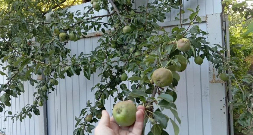 Что делают финны и шведы с излишками яблок и груш, и как на них зарабатывают: а русские и не догадываются