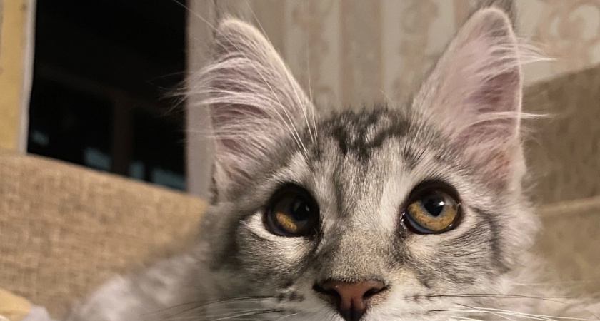 Вот как кошка “кричит” о боли без звуков: пять признаков, которые пропускает даже заботливая хозяйка