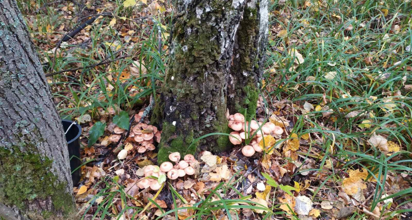 В Рязанских лесах волонтеры спасли заблудившуюся женщину 