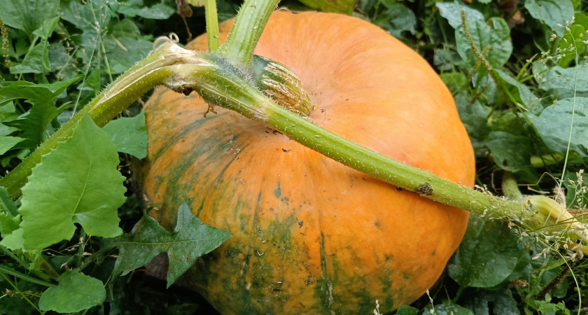 Вроде тыква, а на вкус – сочное манго: идеальная заготовка на зиму по рецепту мамы - закатала 30 банок