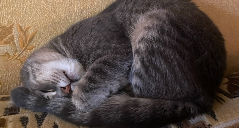 Зачем кошка спит "клубком": это не просто привычка, а сигнал, который важно знать каждому хозяину