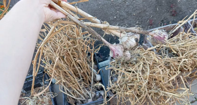 Беру старую бутылку и высаживаю разом 300 зубчиков озимого чеснока: на идеальную лунку уходит всего пара секунд