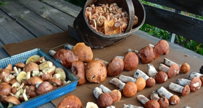 Сколько нужно варить грибы до готовности: запомните эту время раз и навсегда