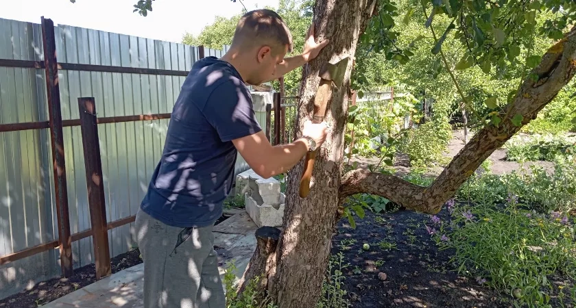 Глупо и опасно: Еще Мичурин 87 лет назад призывал не сажать в саду, на огороде и возле дома 6 этих опасных деревьев