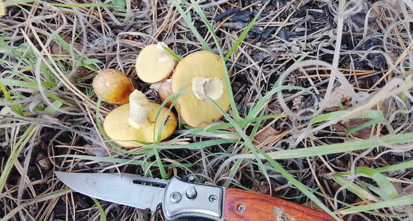 В Клепиковском лесу обнаружено тело грибника, который ранее был объявлен пропавшим