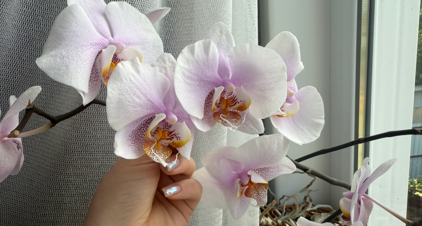 С 17 по 25 сентября орхидея только этого и ждет: 0,5 гр. на 3 л. воды – и даже чахлый фаленопсис рванет в рост