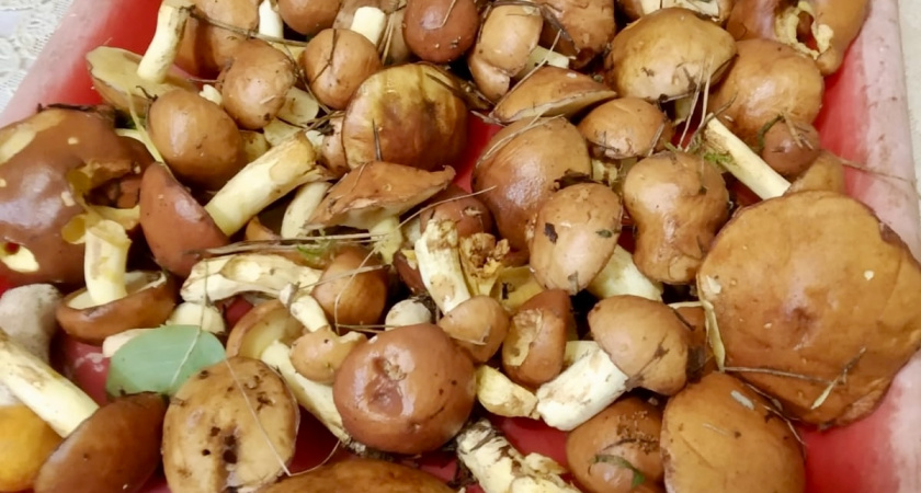 Все грибники обходят его стороной, а я выношу из леса корзинами: этот гриб — самый вкусный и недооцененный деликатес осени