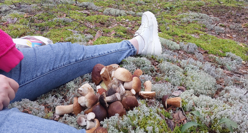 В Рязанской области напомнили об уголовной ответственности за сбор редких грибов